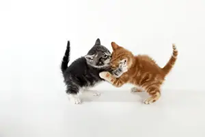 Studio Cat Photography Ideas Prints: KITTEN - Kittens playing together