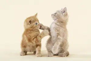 Ginger Kittens Prints: KITTENS. ( ginger ) playing