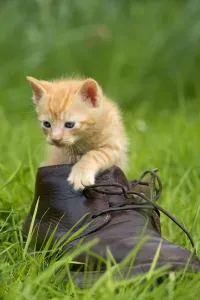 Funny Cat Pictures Online Prints: Cat - ginger kitten in boot