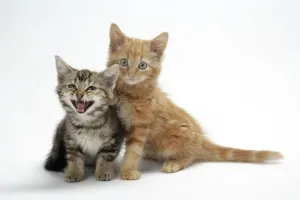 Cute Kittens Online Prints: Two kittens