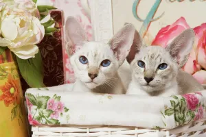 Kitten Prints: Siamese Cat Kittens Print