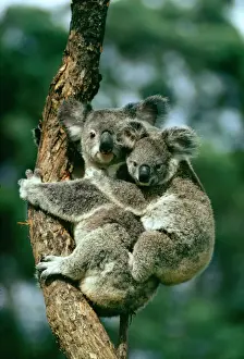 Prints of JPF-323 KOALA - with baby Phascolarctos cinereus Jean Paul Ferrero Please note that prints are for personal display purposes only and may not be reproduced in any way. Koala Prints: Koala With Baby Print
