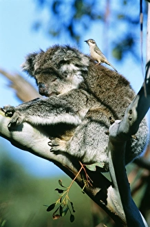 Koala - with Brown-headed Honeyeater (Melithreptus brevirostris) plucking fur for its nest Koala - with Brown-headed Honeyeater (Melithreptus brevirostris) plucking fur for its nest