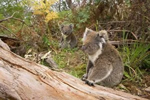 Additionally Collection: Koala - femala Koala sitting in the foreground and a male in the background on the ground in a