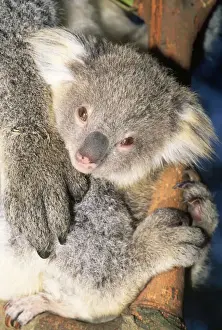 Jean Paul Ferrero Art Prints: Koala - young