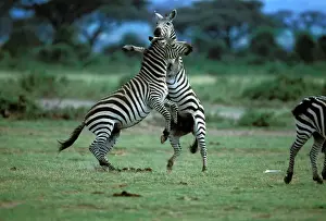 Zebras In Nature Prints: LA-946