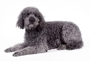 Labradoodle Print - A Lying Labrador and Poodle Cross