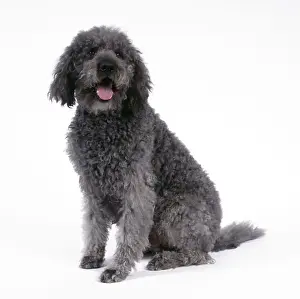 Cross Breed Dogs Prints: Labradoodle Dog