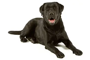 Jean Michel Labat Artwork Prints: Labrador - black