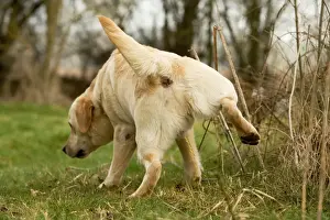 Pet Photography Prints: Labrador - urinating
