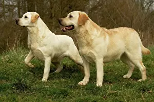 Unique Pet Photography Images Prints: Labradors