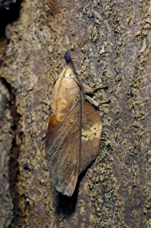 Lappet Moth - on tree-bark - has its wings and antennae in folded position that makes it Lappet Moth - on tree-bark - has its wings and antennae in folded position that makes it