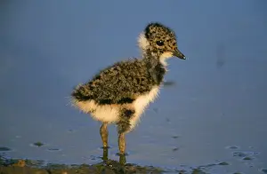 Vanellus Vanellus Images Prints: Lapwing - chick