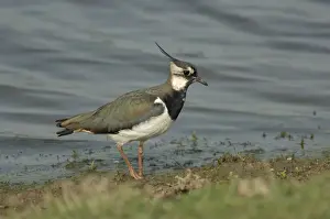 John Daniels Wildlife Photographer Prints: Lapwing foraging at waters edge