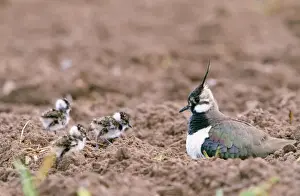Nature Photography For Sale Prints: Lapwing - with young