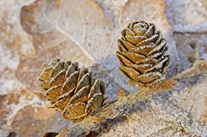 Larch Cones Prints: Larch Cones