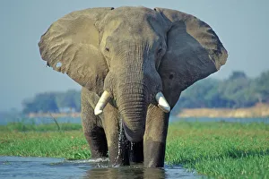 Large African Elephant - Bull feeding along the edge of river Large African Elephant - Bull feeding along the edge of river