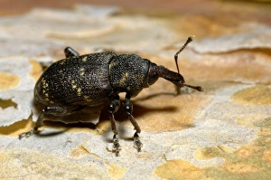 Large brown trunk beetle / Pine weewil / True weewil beetle, adult, on a pine-bark in a timber-cutting site in early spring Large brown trunk beetle / Pine weewil / True weewil beetle, adult, on a pine-bark in a timber-cutting site in early spring