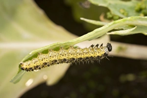 Large White Butterfly caterpillar under cabbage leaf Large White Butterfly caterpillar under cabbage leaf