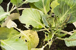 Large White butterfly and caterpillars on cabbage plants Large White butterfly and caterpillars on cabbage plants