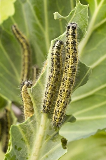 Large White Butterfly caterpillars feeding on cabbage Large White Butterfly caterpillars feeding on cabbage