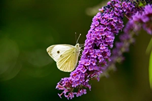 Large White Butterfly on Lilac Large White Butterfly on Lilac