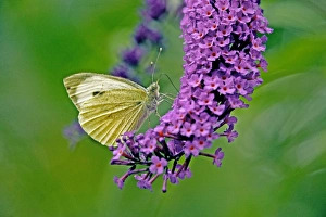 Large White Butterfly on Lilac Large White Butterfly on Lilac
