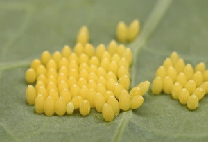 Large White Caterpillar - eggs laid on brassica Large White Caterpillar - eggs laid on brassica