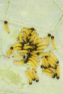 Large white - caterpillars just hatched Large white - caterpillars just hatched