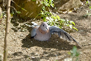 Laughing Dove - sunbathing with spread wings Laughing Dove - sunbathing with spread wings