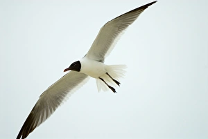 Laughing Gull in flight, adult plumage Laughing Gull in flight, adult plumage