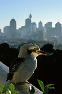 Laughing Kookaburra - On city balcony rail Laughing Kookaburra - On city balcony rail
