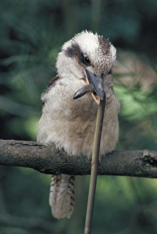 Laughing Kookaburra - with legless lizard in mouth Laughing Kookaburra - with legless lizard in mouth