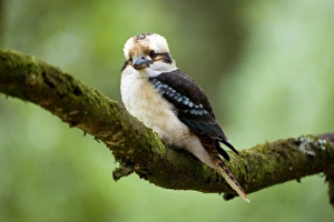 Laughing Kookaburra - front view of an adult Laughing Kookaburra sitting on a Laughing Kookaburra - front view of an adult Laughing Kookaburra sitting on a