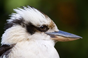 Laughing Kookaburra - side view portrait of an adult Laughing Kookaburra - side view portrait of an adult