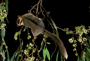 Leadbeater's Possum - climbing among flowering Eucalypt branches. Central Highlands, Victoria, Australia Leadbeater's Possum - climbing among flowering Eucalypt branches. Central Highlands, Victoria, Australia