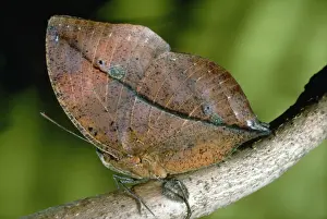 Butterfly Mimicry And Deception Prints: Leaf Butterfly