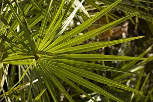 Palm Tree Leaves Prints: Leaf of cabbage palm