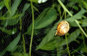 Australian Arachnids Prints: Leaf-curling spider - using snail shell as retreat at centre of web