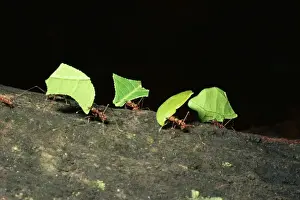 Leafcutter Ants Prints: LeafcutterAnt