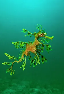 Leafy Seadragon - an example of brilliant camouflage as neither predators nor prey recognise it as a fish Leafy Seadragon - an example of brilliant camouflage as neither predators nor prey recognise it as a fish