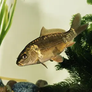 Leather Carp Print - Cyprinus carpio, a still life of a fish