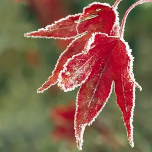 Frozen Nature Photography Prints: Frost On Maple Leaf