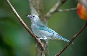 Tropical Birds Images Prints: Leontopithecus chrysomelas