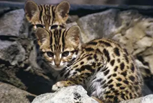 Wildlife Artwork For Sale Prints: Leopard Cat