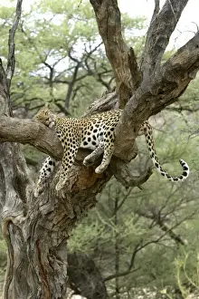 Leopard Print - Namibia Tree Scene