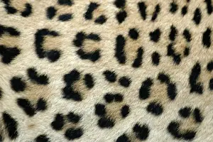 Prints of WAT-8073 Leopard - close-up of coat Namibia, Africa Panthera pardus M. Watson Please note that prints are for personal display purposes only and may not be reproduced in any way. Leopard Prints: Leopard Print - Close-up of Coat, Namibia