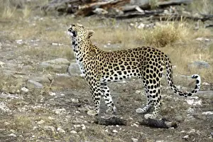Leopard Print, Namibia