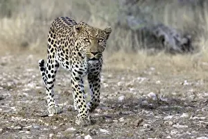 Leopard Print - Namibia, Africa
