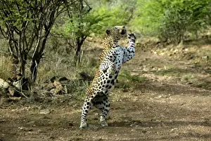 Prints of WAT-8107 Leopard - on hind legs Namibia, Africa Panthera pardus M. Watson Please note that prints are for personal display purposes only and may not be reproduced in any way. Images Dated 31st December 2003: Leopard Print - Namibia, Africa